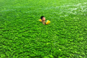 Algae albo